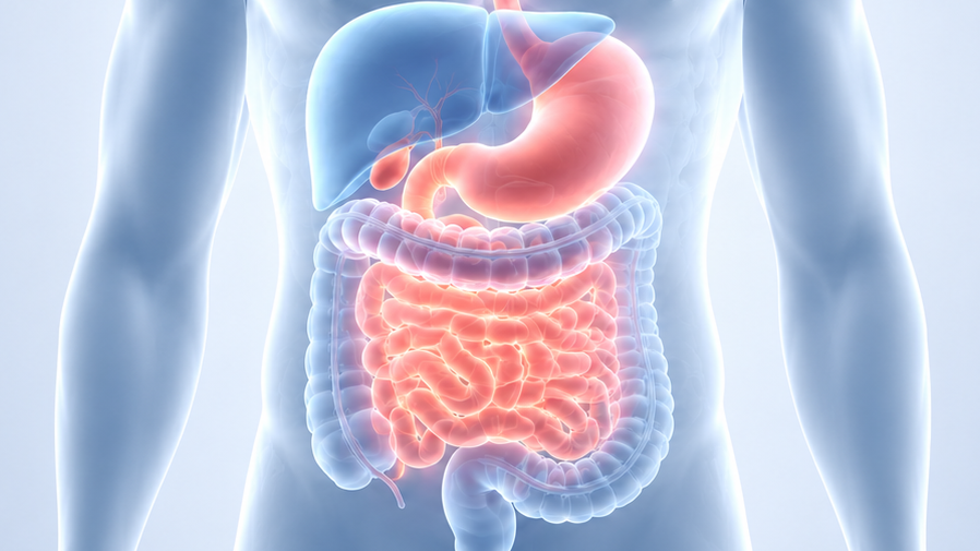 Translucent torso illustration highlighting the digestive system
