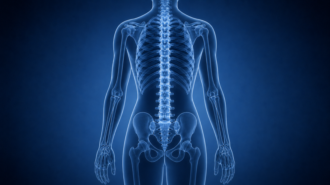 Female skeleton viewed from behind with the spine highlighted in a blue X-ray image