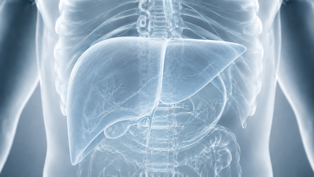 Medical illustration of the human liver within the torso, highlighting liver anatomy and detoxification